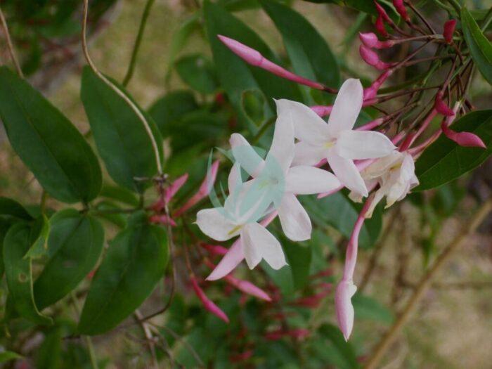 Jasminum polyanthum flowers