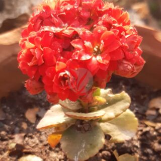 Kalanchoe_blossfeldiana_Plant_06-scaled-1.jpg