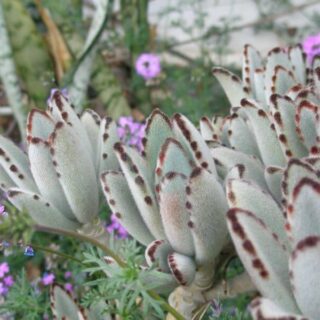 Kalanchoe_tomentosa_Panda_Plant_fabooj.jpg