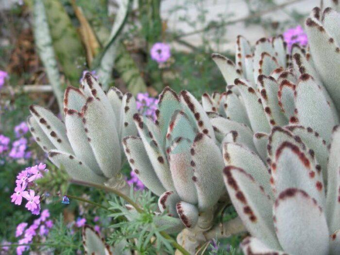 Kalanchoe tomentosa Panda Plant fabooj