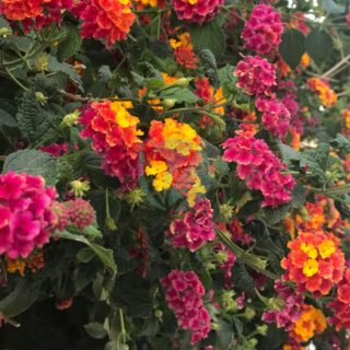 Lantana-Camara-scaled-1.jpg