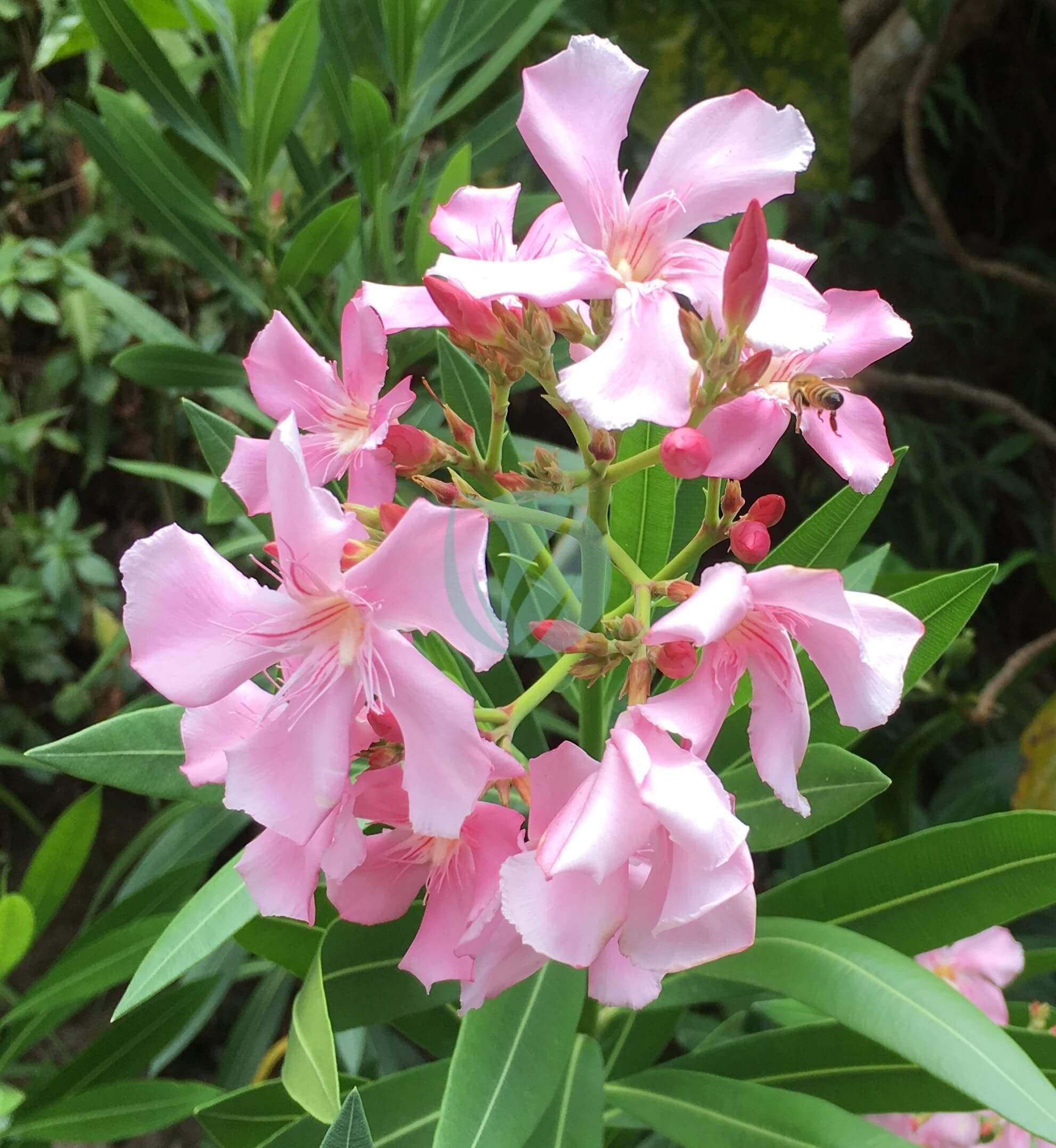 Laurier-rose à fleurs rouges - Nerium oleander