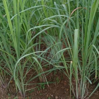 Lemongrass_Cymbopogon_citratus_1-scaled-1.jpg