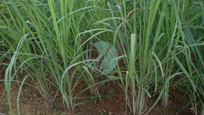 Lemongrass Cymbopogon citratus scaled