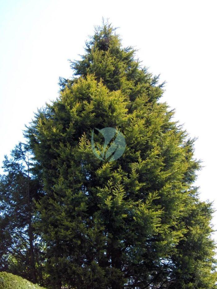 Leylandii