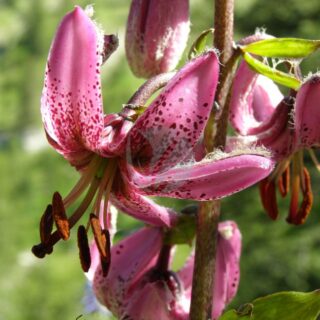 Lilium-martagon-maroc-clorofila.jpeg