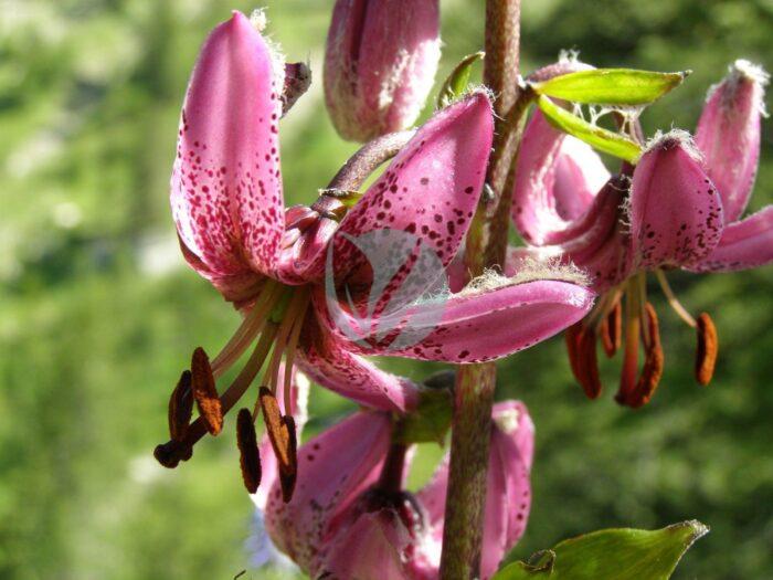 Lilium martagon maroc clorofila