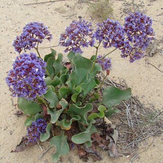 Limonium_californicum-_Sea_Lavander_27289258654.jpg