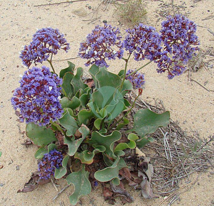 Limonium californicum Sea Lavander