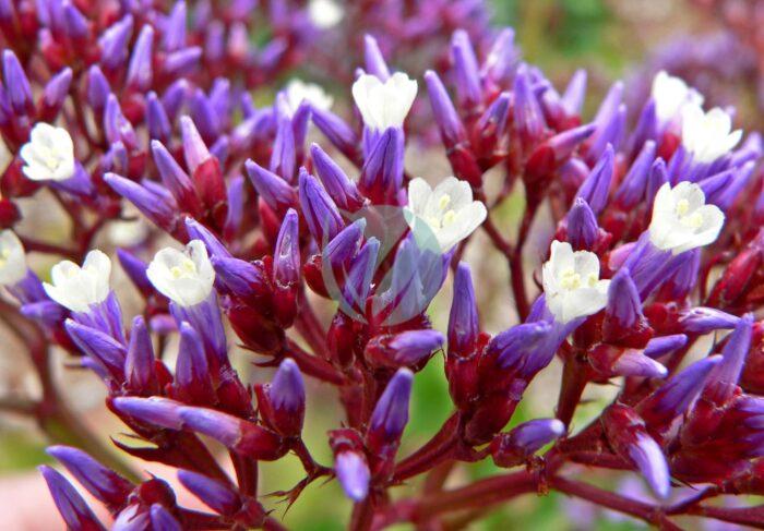 Limonium perezii