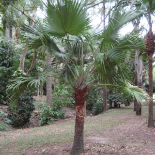 Livistona_chinensis_Cooktown_2010-scaled-1.jpg