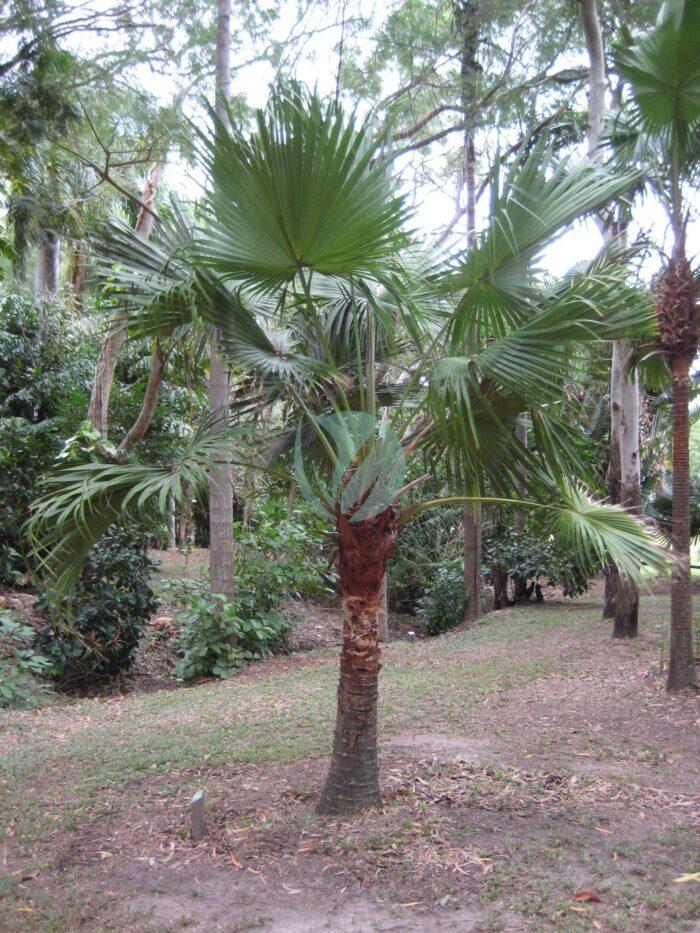 Livistona chinensis Cooktown scaled