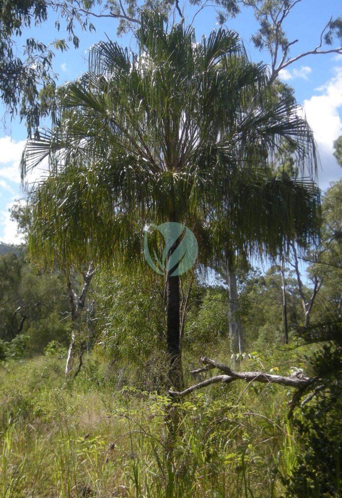 Livistona decipiens scaled