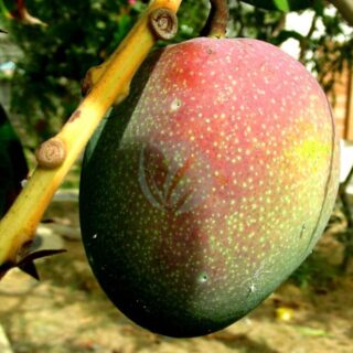 Mangifera_indica_Manguier_3.jpg