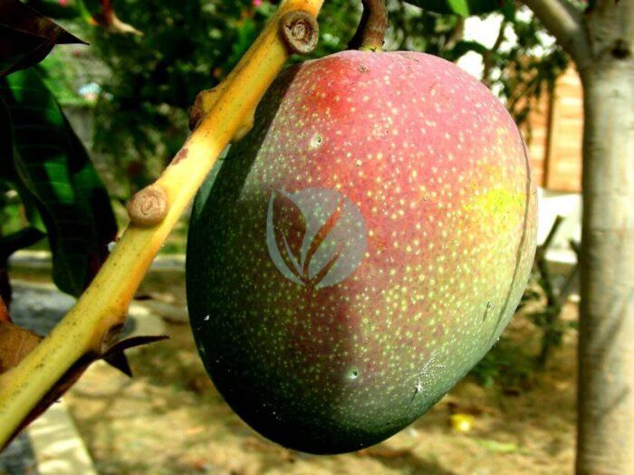 Mangifera indica Manguier