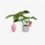 Medinella magnifica maroc clorofila