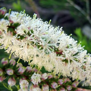 Melaleuca_armillaris-Flowers.jpg