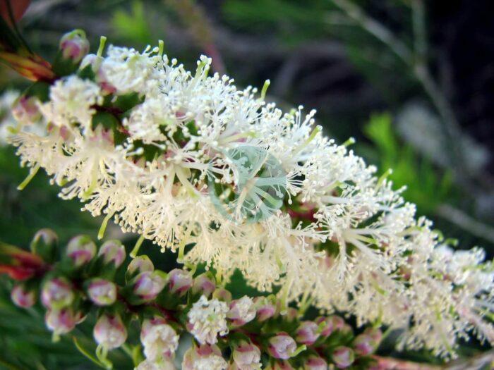 Melaleuca armillaris Flowers