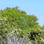 Melaleuca armillaris