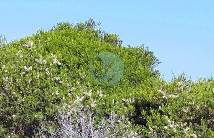 Melaleuca armillaris