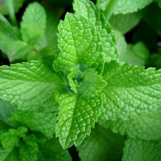 Mint-leaves-2007.jpg