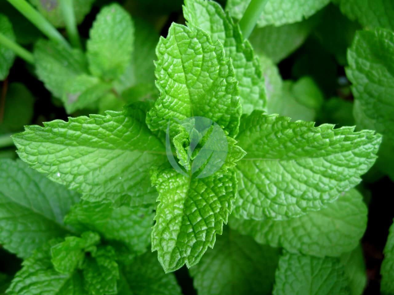 Mentha citrata (menthe citronnée)