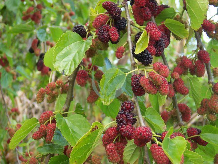 Morus alba fruits