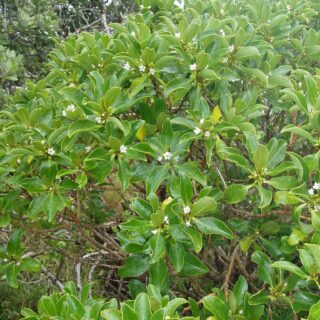 Myoporum_laetum_G.Forst_._AM_AK301316-3.jpg