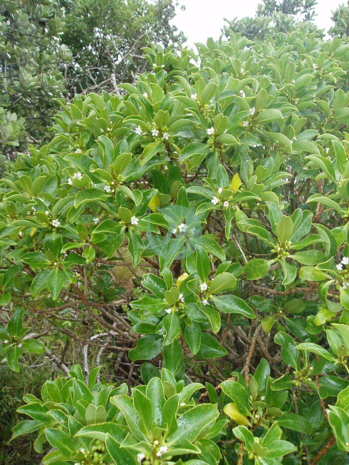 Myoporum laetum G.Forst . AM AK