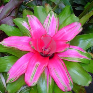 Neoregelia-maroc-clorofila.jpeg