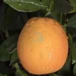 Oranger newhall navel maroc