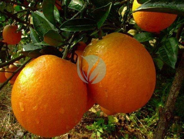 Oranger newhall navel maroc clorofila