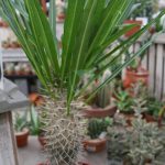 Pachypodium lamerei zz scaled