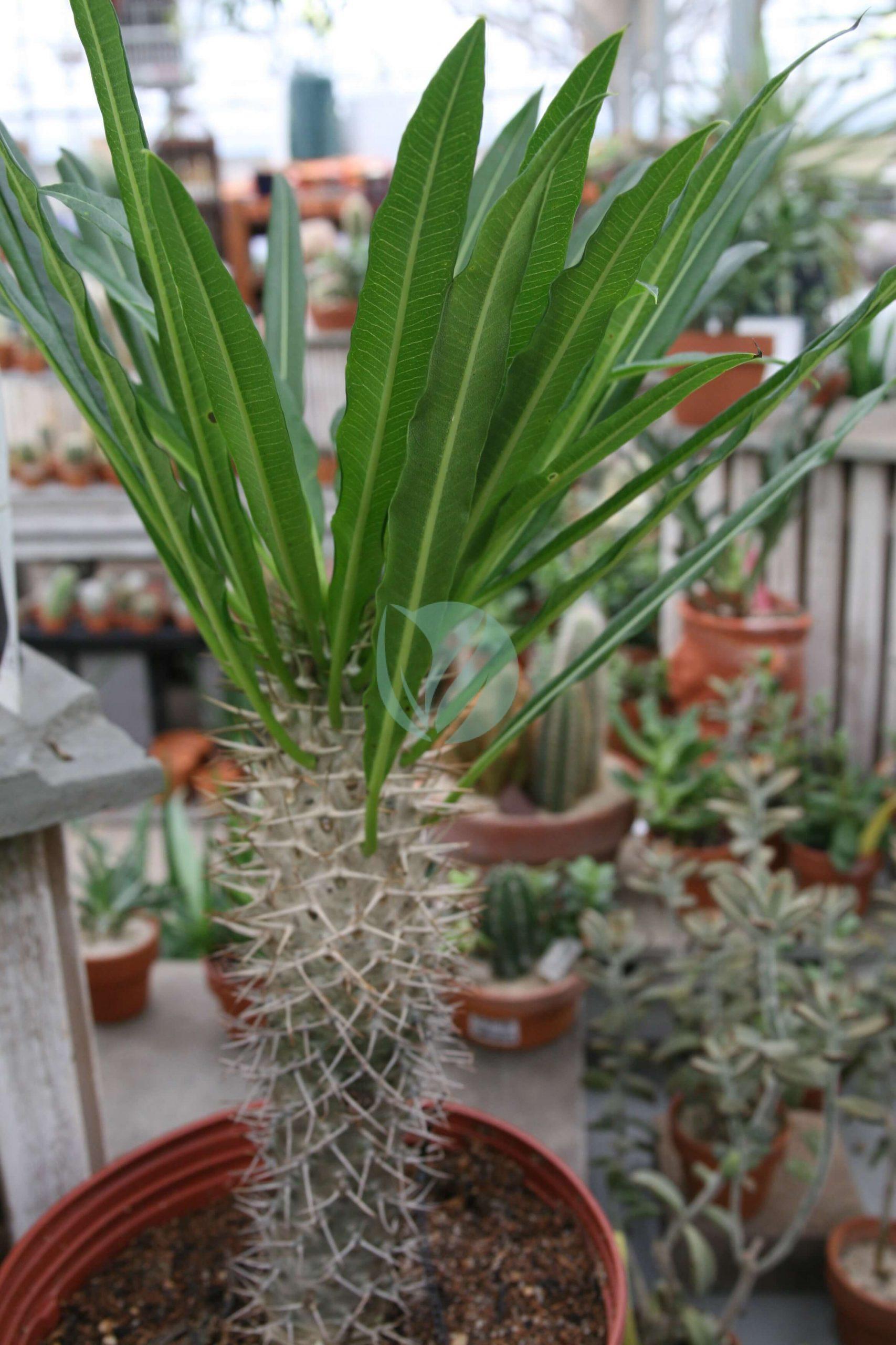 Pachypodium lamerei, palmier de Madagascar : entretien, culture