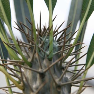 Pachypodium_lamerei_6zz-scaled-1.jpg