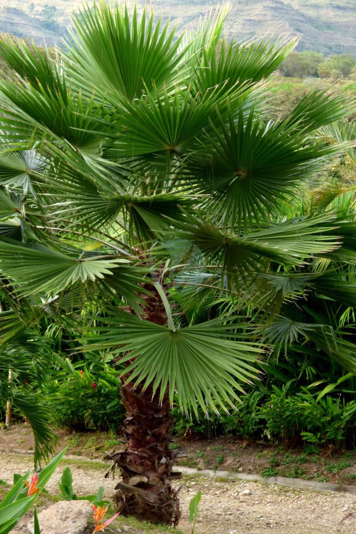 Palma abanico Washingtonia robusta scaled