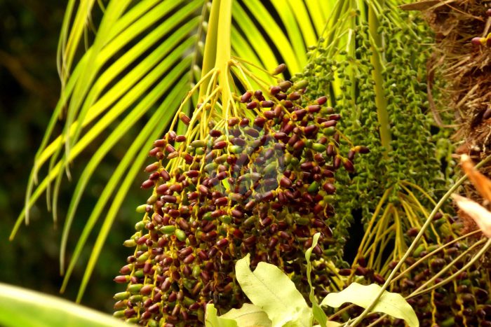 Palma robelina Phoenix roebelenii Infrutescencias scaled