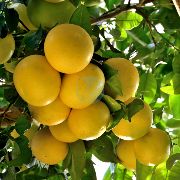 Pamplemoussier citrus paradisi