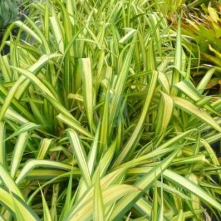 Pandanus-veitchii-maroc-clorofila.jpeg