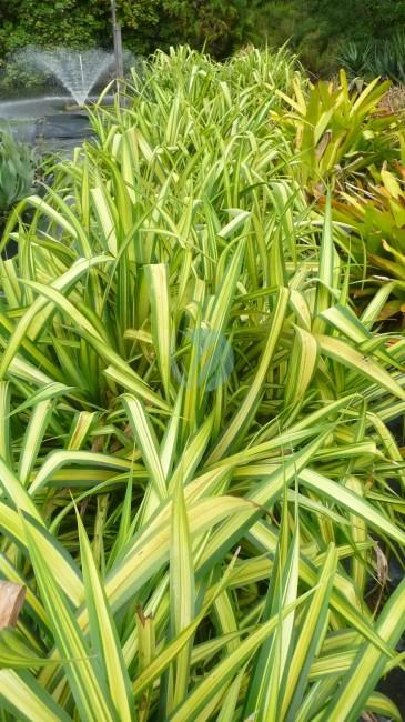 Pandanus veitchii maroc clorofila