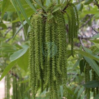 Pecan-flowers.jpg