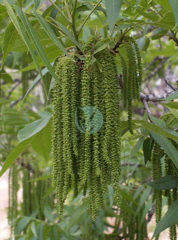 Pecan flowers