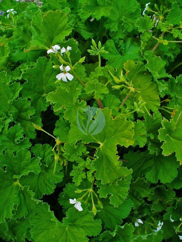 Pelargonium odoratissimum