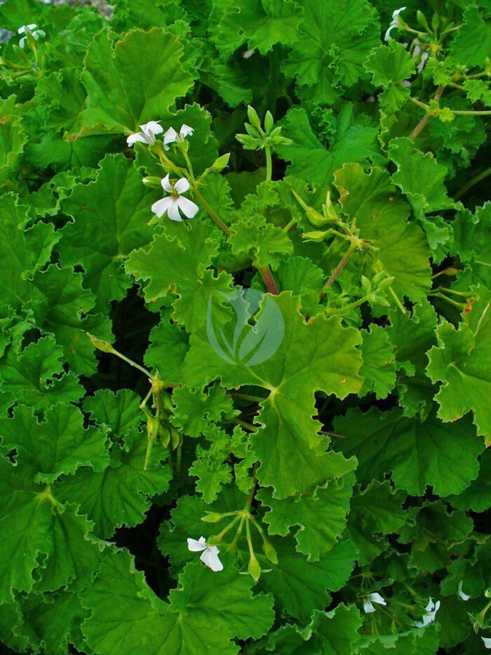 Pelargonium odoratissimum