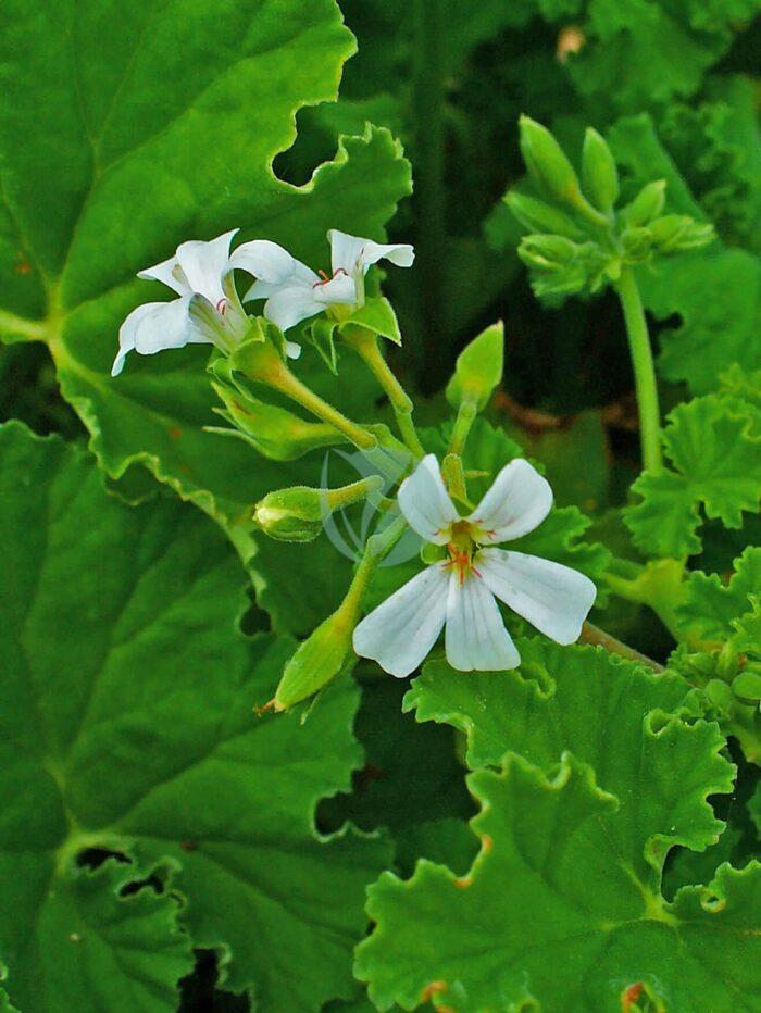 Pelargonium odoratissimum