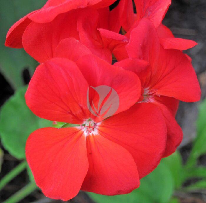 Pelargonium x hortorum red zonal geranium Heath Ohio USA