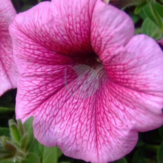 Petunia_Petunia_1-scaled-2.jpg