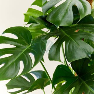 Philodendron-monstera-pertusum-clorofila.jpeg