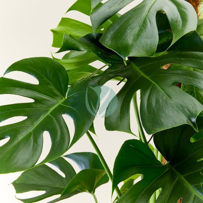 Philodendron monstera pertusum clorofila