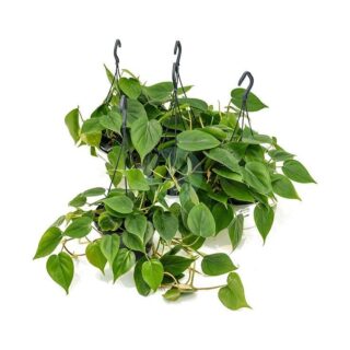 Philodendron-scandens-maroc-clorofila.jpeg